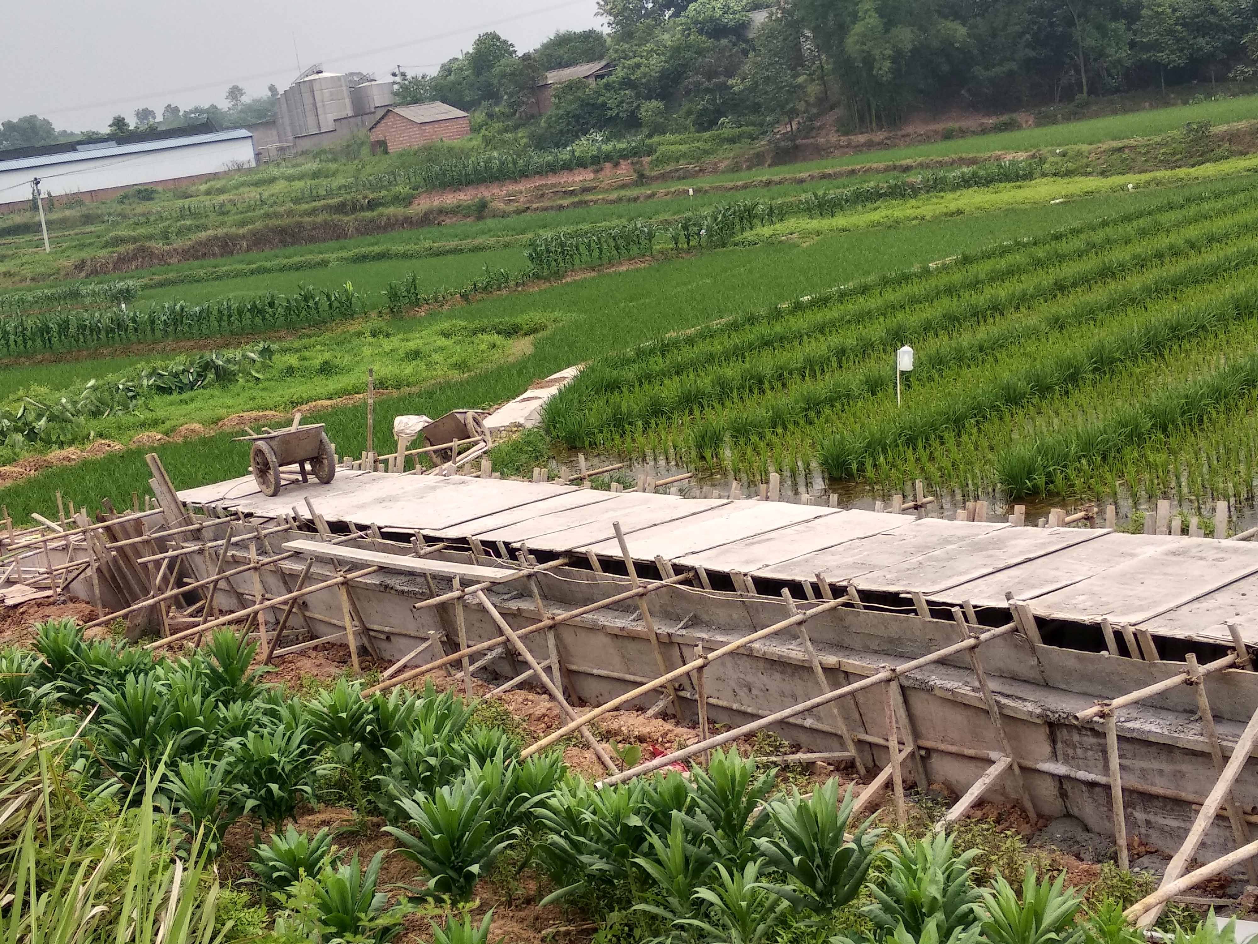 泸县杂交水稻制种基地建设项目